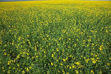 《深埋之星》公布发售日期 国内11月29日可解锁